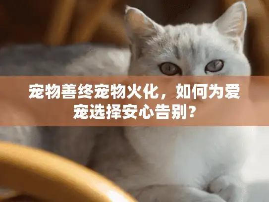 宠物善终宠物火化，如何为爱宠选择安心告别？