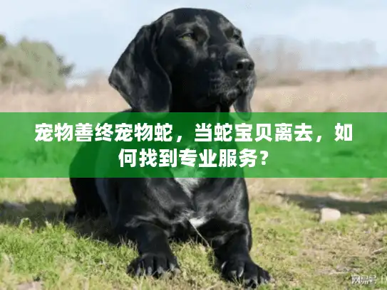 宠物善终宠物蛇，当蛇宝贝离去，如何找到专业服务？
