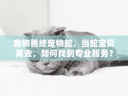 宠物善终宠物蛇，当蛇宝贝离去，如何找到专业服务？