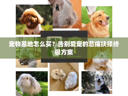 宠物墓地怎么买?告别爱宠的悲痛抉择终极方案 宠物墓地怎么买?告别爱宠的悲痛抉择终极方案
