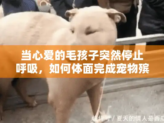当心爱的毛孩子突然停止呼吸，如何体面完成宠物殡葬全流程？