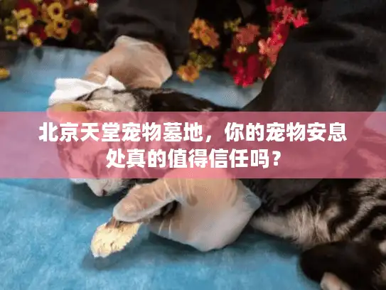 北京天堂宠物墓地，你的宠物安息处真的值得信任吗？
