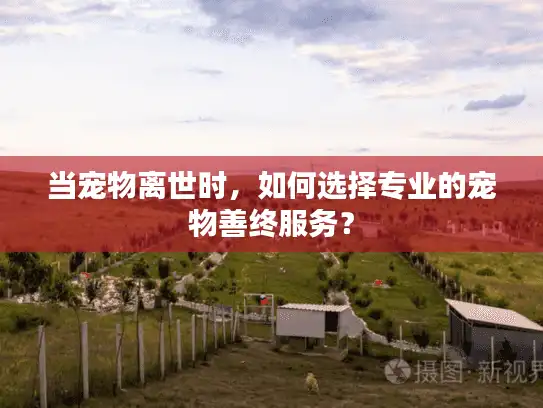 当宠物离世时，如何选择专业的宠物善终服务？
