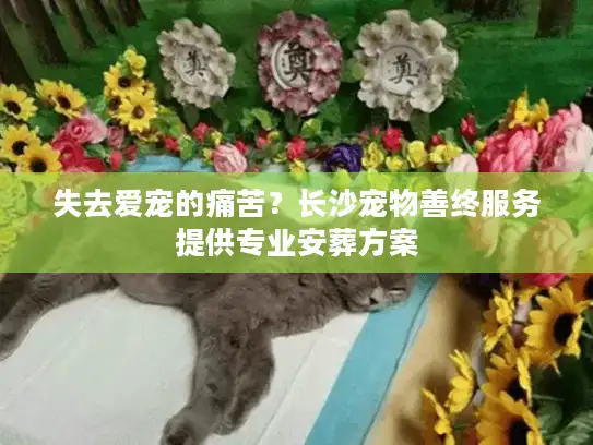 失去爱宠的痛苦？长沙宠物善终服务提供专业安葬方案
