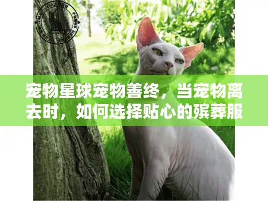 宠物星球宠物善终，当宠物离去时，如何选择贴心的殡葬服务？