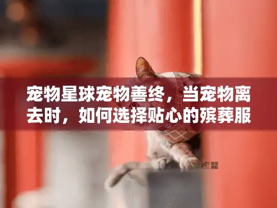 宠物星球宠物善终，当宠物离去时，如何选择贴心的殡葬服务？