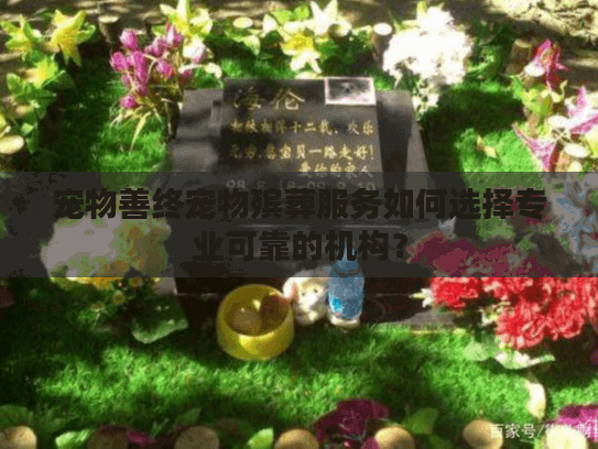 宠物善终宠物殡葬服务如何选择专业可靠的机构？