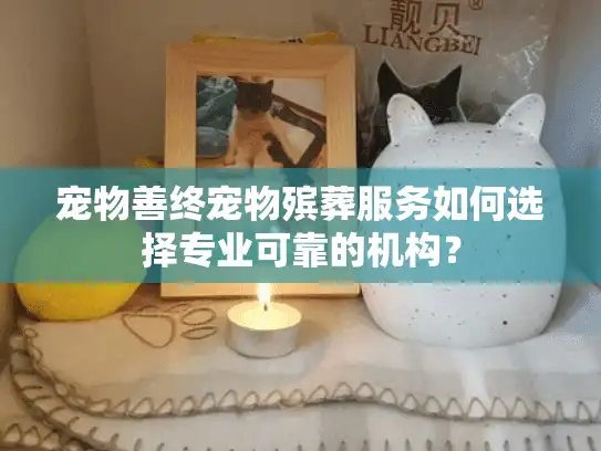 宠物善终宠物殡葬服务如何选择专业可靠的机构？