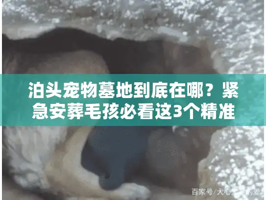 泊头宠物墓地到底在哪?紧急安葬毛孩必看这3个精准定位法 泊头宠物墓地到底在哪?紧急安葬毛孩必看这3个精准定位法