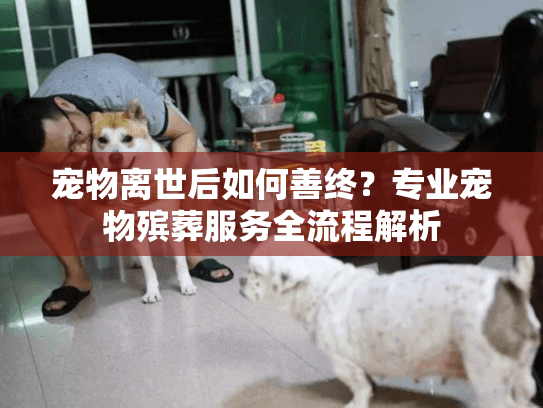 宠物离世后如何善终？专业宠物殡葬服务全流程解析