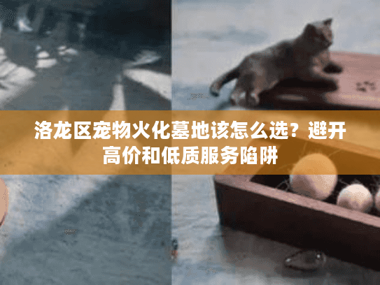 洛龙区宠物火化墓地该怎么选？避开高价和低质服务陷阱