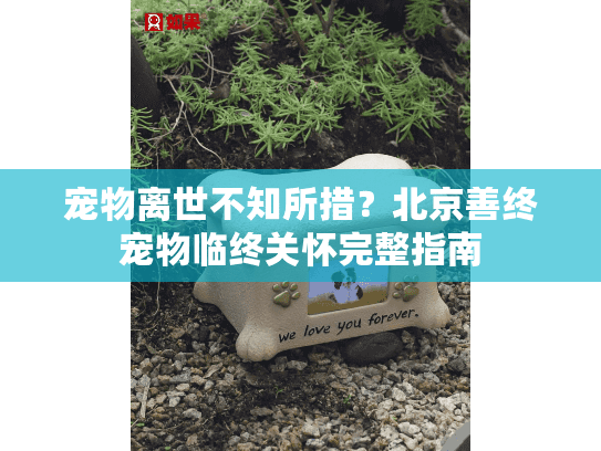 宠物离世不知所措？北京善终宠物临终关怀完整指南
