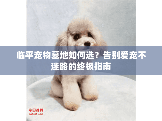 临平宠物墓地如何选？告别爱宠不迷路的终极指南