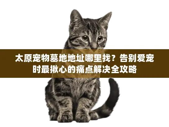 太原宠物墓地地址哪里找？告别爱宠时最揪心的痛点解决全攻略
