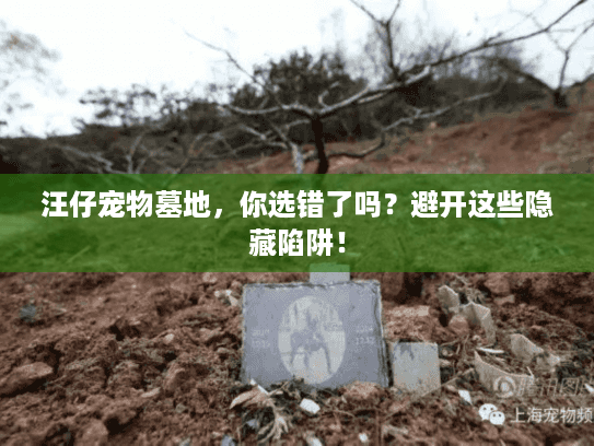 汪仔宠物墓地，你选错了吗？避开这些隐藏陷阱！