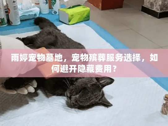 雨婷宠物墓地，宠物殡葬服务选择，如何避开隐藏费用？