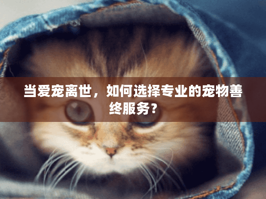 当爱宠离世，如何选择专业的宠物善终服务？