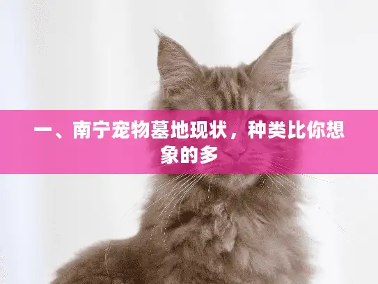 一、南宁宠物墓地现状，种类比你想象的多
