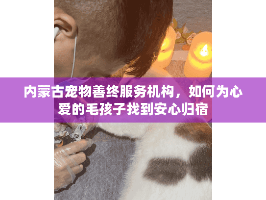 内蒙古宠物善终服务机构,如何为心爱的毛孩子找到安心归宿 内蒙古宠物善终服务机构,如何为心爱的毛孩子找到安心归宿