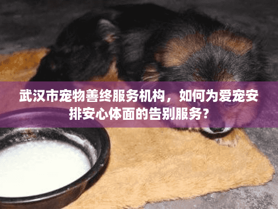 武汉市宠物善终服务机构，如何为爱宠安排安心体面的告别服务？