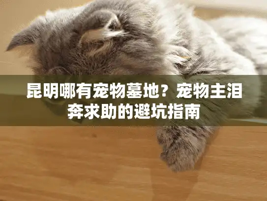 昆明哪有宠物墓地？宠物主泪奔求助的避坑指南