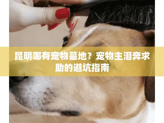 昆明哪有宠物墓地？宠物主泪奔求助的避坑指南