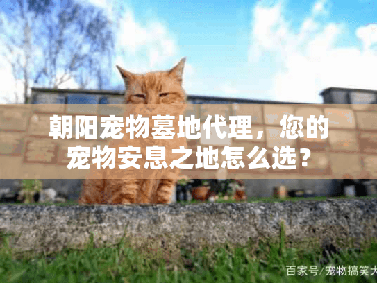 朝阳宠物墓地代理，您的宠物安息之地怎么选？