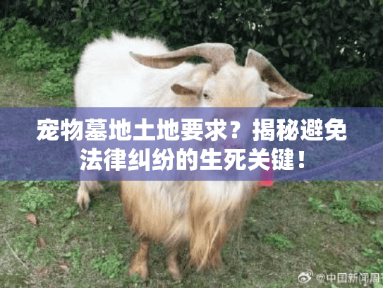 宠物墓地土地要求？揭秘避免法律纠纷的生死关键！