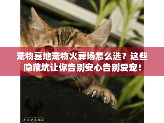 宠物墓地宠物火葬场怎么选？这些隐藏坑让你告别安心告别爱宠！
