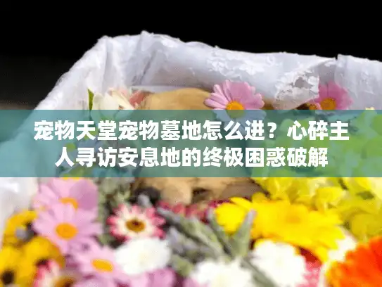 宠物天堂宠物墓地怎么进？心碎主人寻访安息地的终极困惑破解