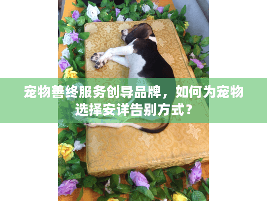 宠物善终服务创导品牌，如何为宠物选择安详告别方式？