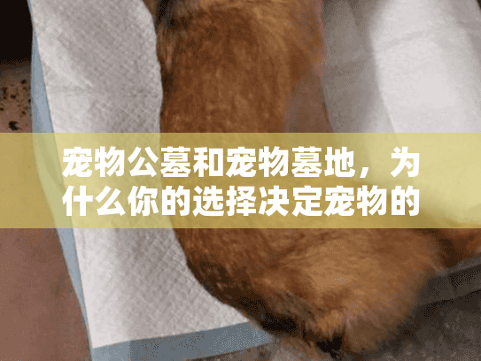 宠物公墓和宠物墓地，为什么你的选择决定宠物的永恒安息？
