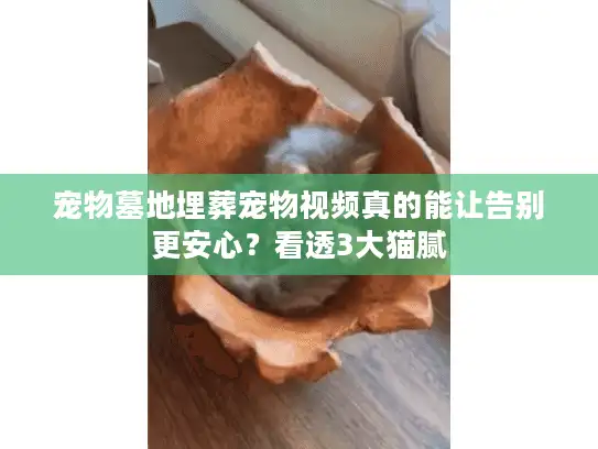 宠物墓地埋葬宠物视频真的能让告别更安心？看透3大猫腻