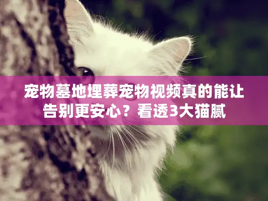 宠物墓地埋葬宠物视频真的能让告别更安心？看透3大猫腻