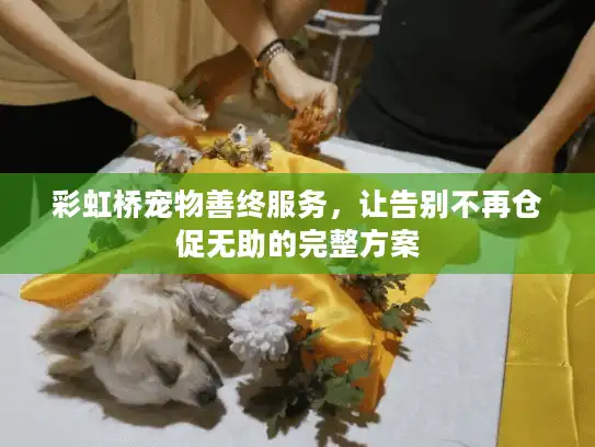 彩虹桥宠物善终服务，让告别不再仓促无助的完整方案