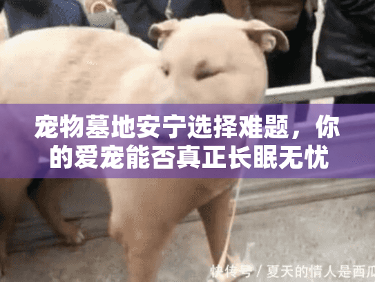 宠物墓地安宁选择难题，你的爱宠能否真正长眠无忧？