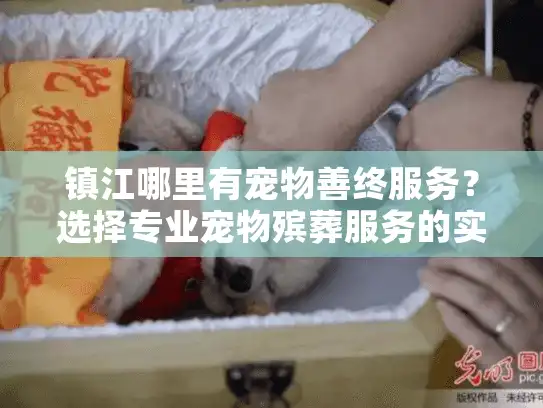 镇江哪里有宠物善终服务?选择专业宠物殡葬服务的实用指南 镇江哪里有宠物善终服务?选择专业宠物殡葬服务的实用指南