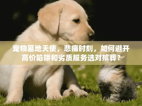 宠物墓地天使,悲痛时刻,如何避开高价陷阱和劣质服务选对殡葬? 宠物墓地天使,悲痛时刻,如何避开高价陷阱和劣质服务选对殡葬?