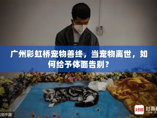 广州彩虹桥宠物善终，当宠物离世，如何给予体面告别？