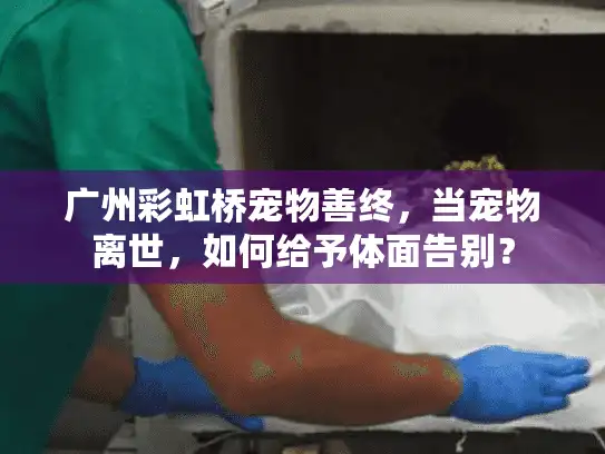 广州彩虹桥宠物善终，当宠物离世，如何给予体面告别？