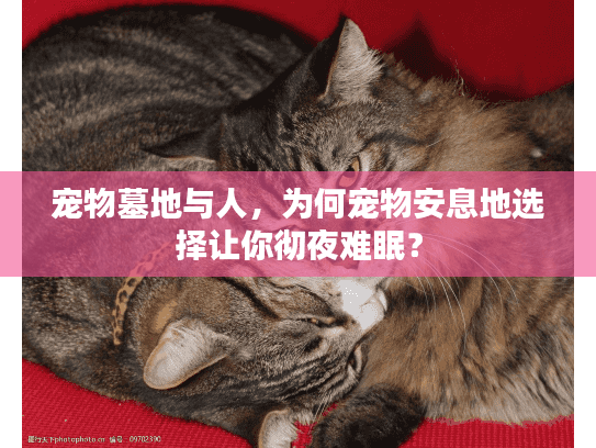 宠物墓地与人，为何宠物安息地选择让你彻夜难眠？