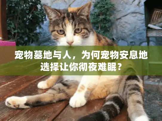 宠物墓地与人，为何宠物安息地选择让你彻夜难眠？