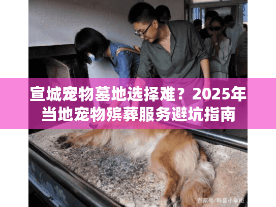 宣城宠物墓地选择难？2025年当地宠物殡葬服务避坑指南