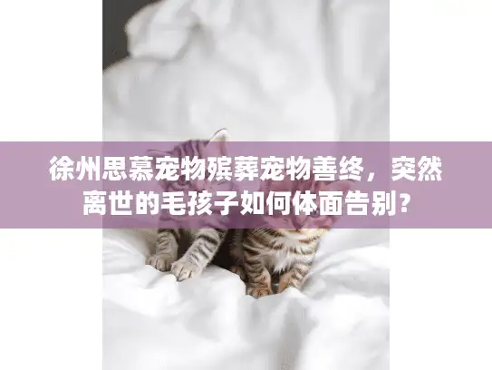 徐州思慕宠物殡葬宠物善终，突然离世的毛孩子如何体面告别？