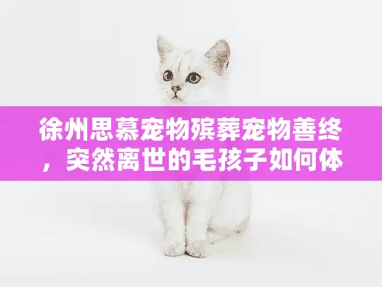 徐州思慕宠物殡葬宠物善终，突然离世的毛孩子如何体面告别？