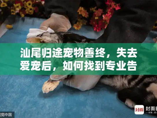 汕尾归途宠物善终,失去爱宠后,如何找到专业告别服务? 汕尾归途宠物善终,失去爱宠后,如何找到专业告别服务?