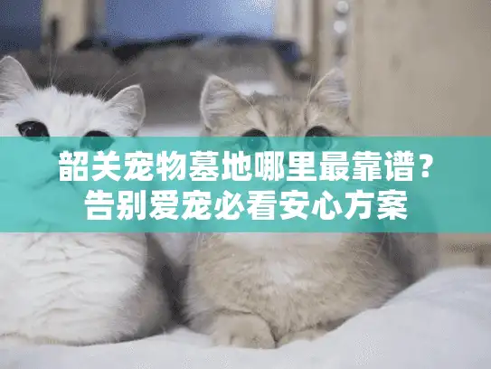 韶关宠物墓地哪里最靠谱？告别爱宠必看安心方案