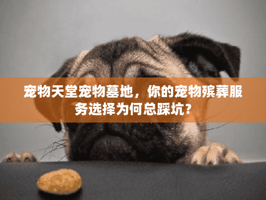 宠物天堂宠物墓地,你的宠物殡葬服务选择为何总踩坑? 宠物天堂宠物墓地,你的宠物殡葬服务选择为何总踩坑?