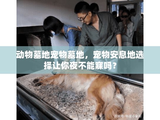 动物墓地宠物墓地，宠物安息地选择让你夜不能寐吗？