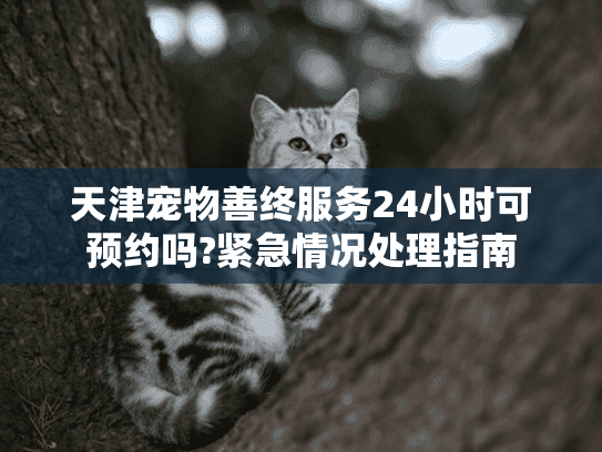 天津宠物善终服务24小时可预约吗?紧急情况处理指南